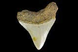 Fossil Megalodon Tooth - North Carolina #130029-1